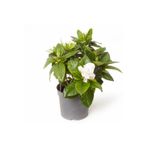 serada decor & plant Gardenya Tomurcuk Çiçekli Gardenia Jasminoides, 15 cm, Beyaz Çiçek