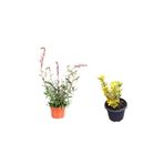 serada decor & plant Gaura Çiçeği + Altuni Taflan 2'li Set, Kırmızı, Dış Mekan Bitkileri