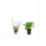 Serada Decor & Plant Gaura Çiçeği + Itır Çiçeği 2'Li Set, Dış Mekan Bitkisi, 10-15 cm, Çok Renkli