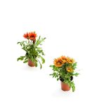 Serada Decor & Plant Gazanya Çiçeği, 2 Adet Saksılı, 10-20 cm, Kırmızı-Turuncu-Sarı, Balkon-Teras Çiçeği