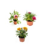 Serada Decor & Plant Gazanya Çiçeği, 3 Adet Saksılı, 10-20 cm, Pembe Beyaz Sarı, Teras Çiçeği