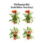 Serada Decor & Plant Gazanya Seti, 4'lü Çiçekli Balkon Bitkisi, Kırmızı ve Pembe Beyaz, 10-20cm