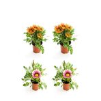 serada decor & plant Gazanya Seti, 4'lü Çiçekli Balkon-Teras Çiçeği, Turuncu Sarı ve Pembe Beyaz, 10-20cm, Saksılı
