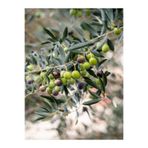 serada decor & plant Gemlik Zeytin Fidesi, 80-110 cm, Saksılı/Tüplü, Olive Sapling