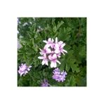 Serada Decor & Plant Gül Damlası Itır Çiçeği, Saksıda, Pembe