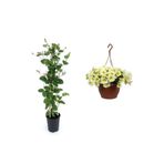 serada decor & plant Hanımeli Çiçeği Fidanı (40-60cm) + Sarı Petunya (20-30cm) + 2lt Curf Dekoratif Taş 3'lü Peyzaj Seti