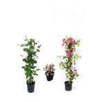 Serada Decor & Plant Hanımeli, Pembe Begonvil, Telgraf Çiçeği Hediyeli, Çok Renkli, 50-80 cm