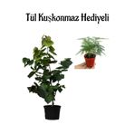 Serada Decor & Plant Harika Kokulu Mor Leylak Fidanı, Tül Kuşkonmaz Hediyeli, Canlı İç Mekan Bitkisi