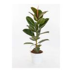 serada decor & plant Hediyelik Mini Boy Kauçuk Çiçeği, Canlı Yapraklı, 20-45cm, Ficus Elastica