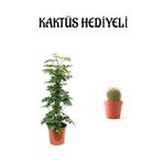 serada decor & plant Hediyelik Yeşil Şeflera Bitkisi, Kaktüs Hediyeli, Turuncu Saksı