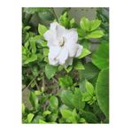 serada decor & plant Hoş Kokulu Gardenya Çiçeği, 25-35 cm, Saksılı İç Mekan Bitki