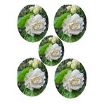 serada decor & plant Hoş Kokulu Katmerli Full Yasemin Çiçeği Fidanı, 35-65 cm, 5 Adet Tüplü Jasminum Sambac, Çok Renkli