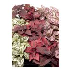 Serada Decor & Plant Hostes Çiçeği, 3 Adet Saksılı, 10-15cm, Beyaz/Kırmızı/Pembe Renk, Hypoestes