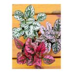 serada decor & plant Hostes Çiçeği Saksılı 10-15cm, 3 Farklı Renk, Salon Çiçeği