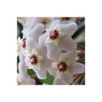 serada decor & plant Hoya Cornosa Mum Çiçeği, Saksıda