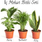 Serada Decor Plant İç Mekan Çiçek Seti Barış Çiçeği- ŞAMADOR(AREKA)(15-25CM)-SARI Kılıç ÇIÇEĞI(20-30CM)