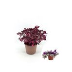 Serada Decor & Plant İresine Herbtis Bitkisi, Telgraf Çiçeği Hediyeli, Mor