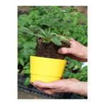Serada Decor & Plant İri Meyveli Çilek Fidanı, 5-10 cm, 1 Adet Saksılı Dış Mekan Bitkisi, Çok Renkli