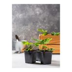 serada decor & plant İri Meyveli Çilek Fidanı, 5-10 cm, 2 Adet Saksılı, Çok Renkli