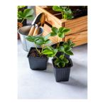 serada decor & plant İri Meyveli Çilek Fidanı, 5-10 cm, 3 Adet Saksılı Dış Mekan Bitkisi, Çok Renkli