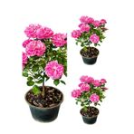 Serada Decor & Plant Isparta Gül Fidanı, Pembe Renkli, 40-70 cm, 3 Adet Saksılı Aşılı Gül