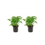 Serada Decor & Plant İtır Çiçeği (Pelargonium) 20-30 cm, 2 Adet İç Mekan Bitkisi