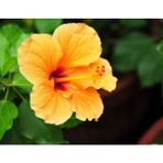 Serada Decor Plant Japon Gülü Turuncu Çiçeği Fidanı