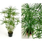 Serada Decor Plant Japon Şemsiyesi Çiçeği – Cyperus Alternifolius Saksılı 50 - 70 cm