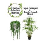 Serada Decor Plant Japon Şemsiyesi(40-60)Cm 1 Adet Saksılı+Tespih ÇIÇEĞI(20-30CM)1 Adet Saksılı