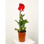 Serada Decor Plant Kana Tesbih Çiçeği Kırmızı(30 50 Cm)1 Adet Saksılı Dış Mekan Bitkisi