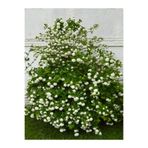 Serada Decor & Plant Kar Topu Çiçeği Fidanı, 35-60 cm, Saksılı Dış Mekan Bitkisi, Viburnum Opulus, Beyaz