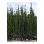 Serada Decor & Plant Kara Servi, 90-120cm Boy, 6 Adet Tüplü Fidan
