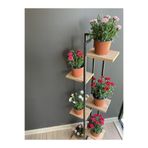 Serada Decor & Plant Karanfil Çiçeği, 6 Renk (Kırmızı, Beyaz, Açık Pembe, Koyu Pembe, Fuşya, Alacalı), 15-25 cm, Tüplü