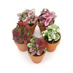 serada decor & plant Karışık Renk 5 Adet Hostes Çiçeği Saksılı (Hypoestes) 10-15 cm
