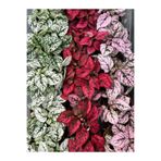 serada decor & plant Karışık Renk Hostes Çiçeği Saksılı (Hypoestes), 3 Farklı Renk, 10-15 cm