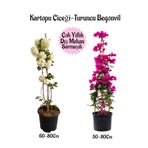serada decor & plant Kartopu Çiçeği 1 ADET +Fuşya Begonvil 1 ADET+ Turuncu Gazanya Hediyeli Saksılı Bahçe Seti