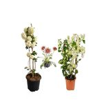 serada decor & plant Kartopu Çiçeği, Beyaz Begonvil, Pembe Gazanya Saksılı Bahçe Seti, Çok Renkli