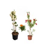 serada decor & plant Kartopu Çiçeği, Fırça Çalısı, Gazanya Hediyeli Saksılı Bahçe Seti, Çok Renkli