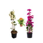 serada decor & plant Kartopu Çiçeği, Fuşya Begonvil, Sarı Gazanya Saksılı Bahçe Seti, Çok Renkli