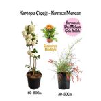 serada decor & plant Kartopu Çiçeği, Kırmızı Mercan, Sarı Gazanya Saksılı Bahçe Seti, Çok Renkli