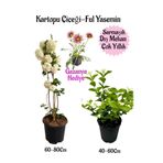 Serada Decor & Plant Kartopu Çiçeği, Kokulu Ful Yasemin, Pembe Gazanya Hediyeli Saksılı Bahçe Seti, Çok Renkli