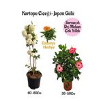 Serada Decor & Plant Kartopu Çiçeği, Pembe Japon Gülü, Turuncu Gazanya Saksılı Bahçe Seti, Çok Renkli