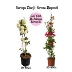serada decor & plant Kartopu Çiçeği ve Kırmızı Begonvil Saksılı Dış Mekan Bahçe Seti, 2 Adet