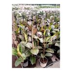 serada decor & plant Kauçuk Bitkisi 60-70 Cm, Yeşil, Tek Ebat