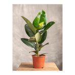 Serada Decor & Plant Kauçuk Çiçeği, 20-45 cm, Mini Boy, Saksılı, İç Mekan Çiçeği