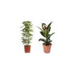 Serada Decor & Plant Kauçuk Çiçeği 60-80cm, Alacalı Şeflera Çiçeği 60-90cm, Saksılı, Çift Dal
