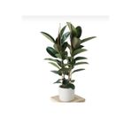 serada decor & plant Kauçuk Çiçeği Tek Gövde 80-90 cm, Ficus Elastica, Beyaz Saksı