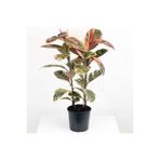 serada decor & plant Kauçuk Çiçeği Tekli Pembe Alacalı, 80-100 cm, İç Mekan Bitkileri