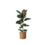 Serada Decor & Plant Kauçuk Salon Çiçeği, 1 Adet, Saksılı, 20-45cm, İç Mekan