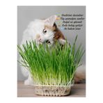 Serada Decor & Plant Kedilere Özel Saksıda Canlı Kedi Çimi, Taze Bitki, Yeşil